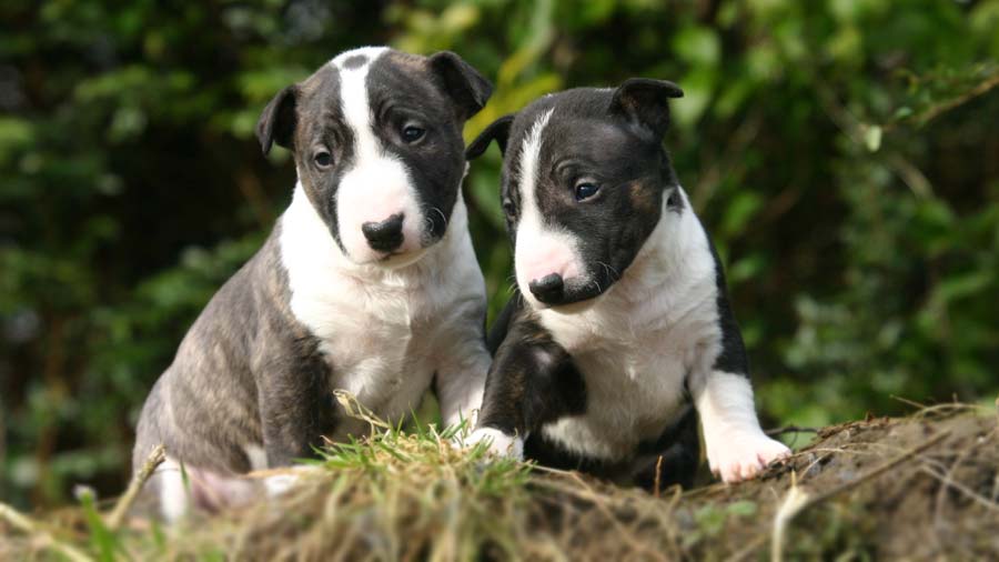 Bull Terrier Miniatura