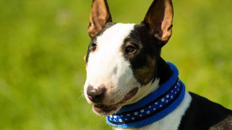 cuanto vale un bull terrier miniatura