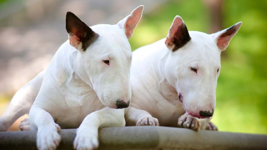 Bull Terrier