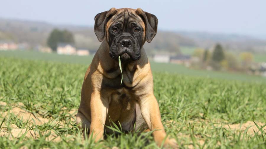 Bullmastiff