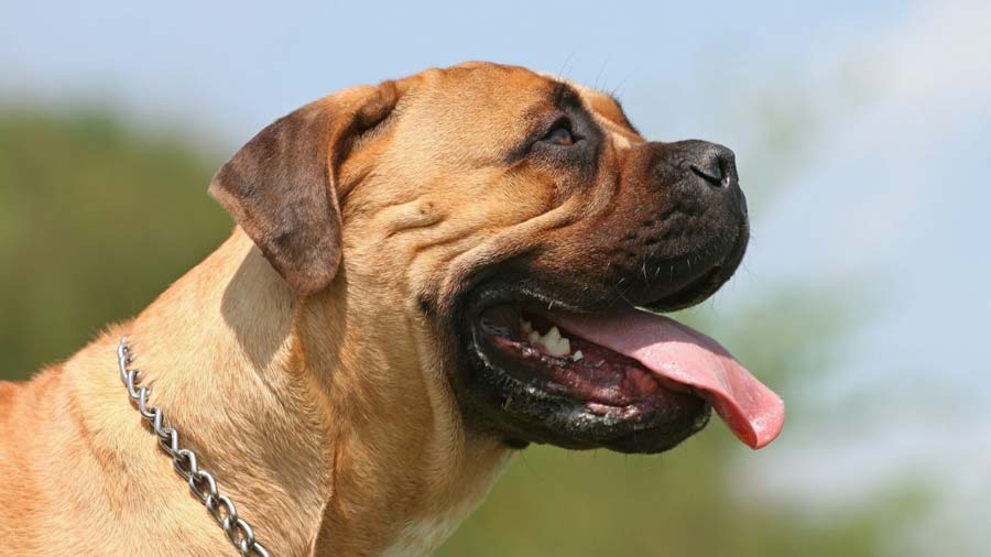 Bullmastiff