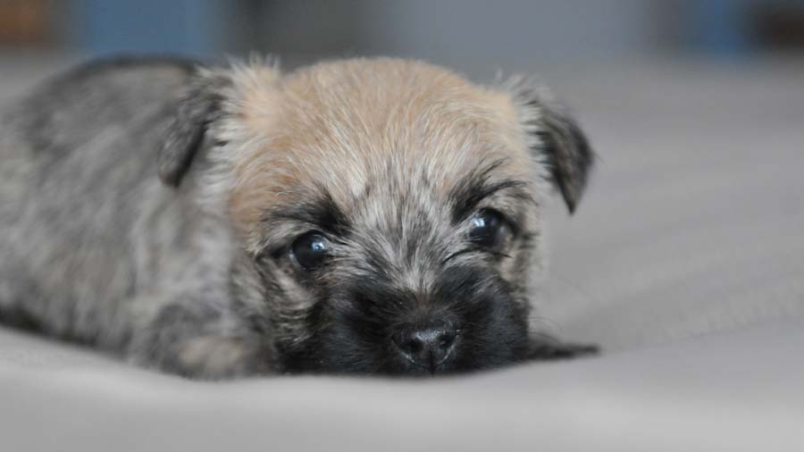 Cairn Terrier