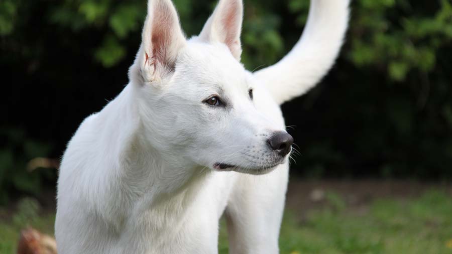 Perro de Canaán