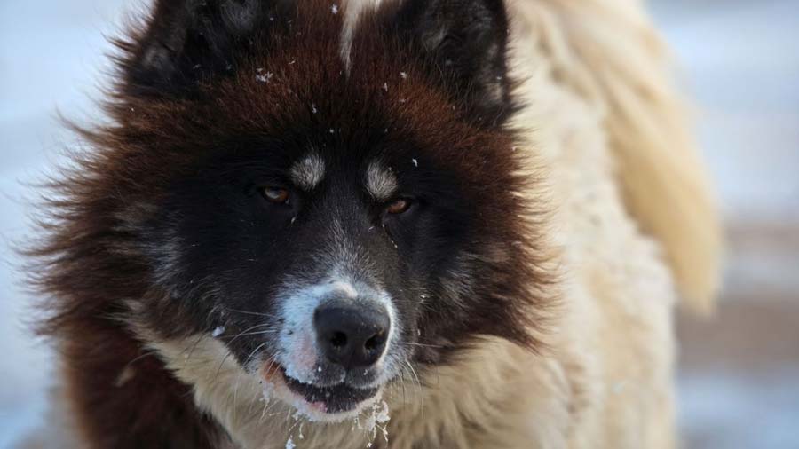 Perro Esquimal Canadiense