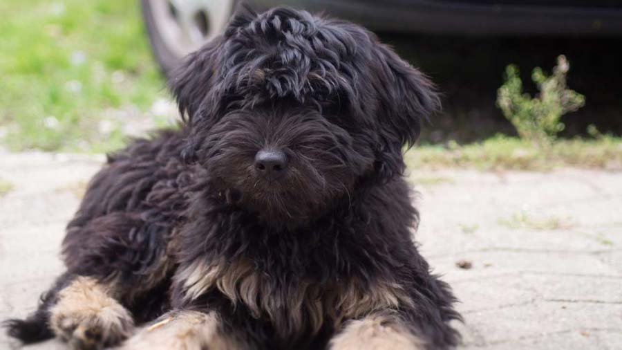 Cão da Serra de Aires