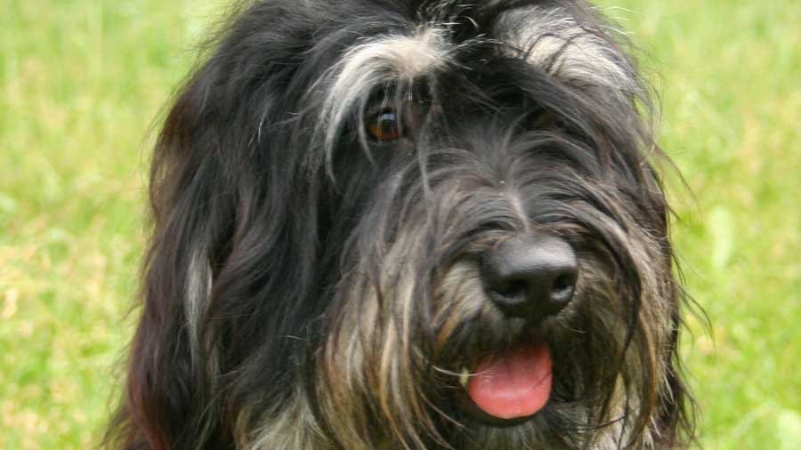 Cão da Serra de Aires