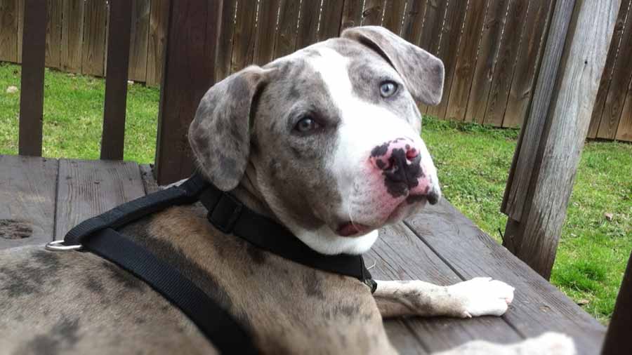 Bulldog Catahoula