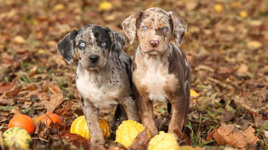 Perro Leopardo Catahoula