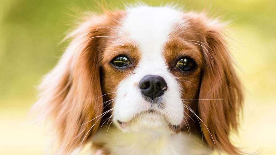 Cavalier King Charles Spaniel