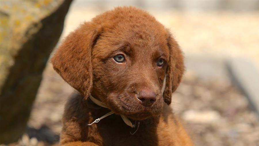 Retriever de Chesapeake