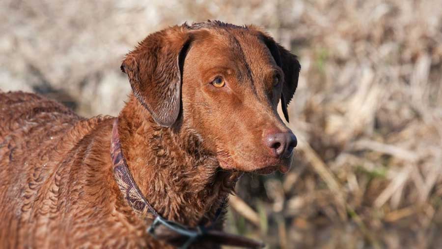 Retriever de Chesapeake