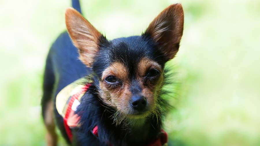 cual es la vida util de un chorkie