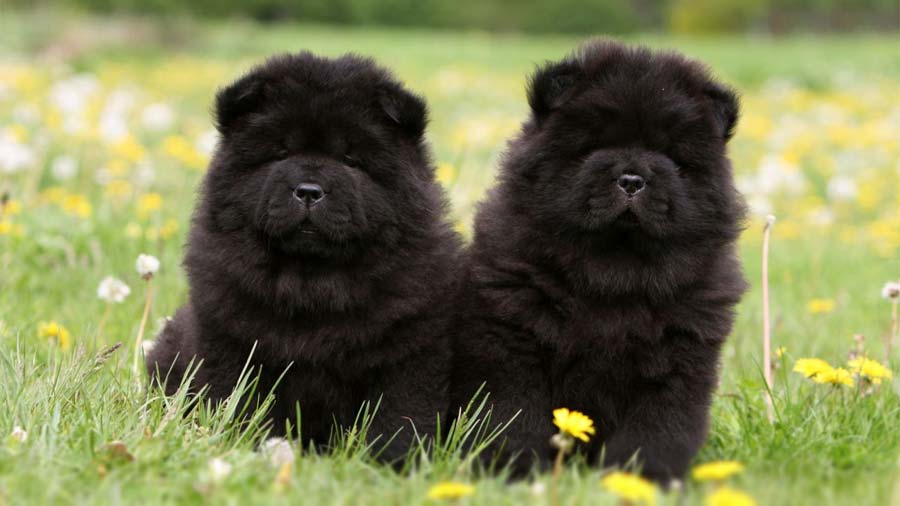 Chow Chow