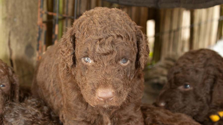 Retriever de Pelo Rizado