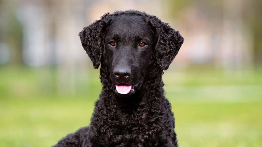 Retriever de Pelo Rizado