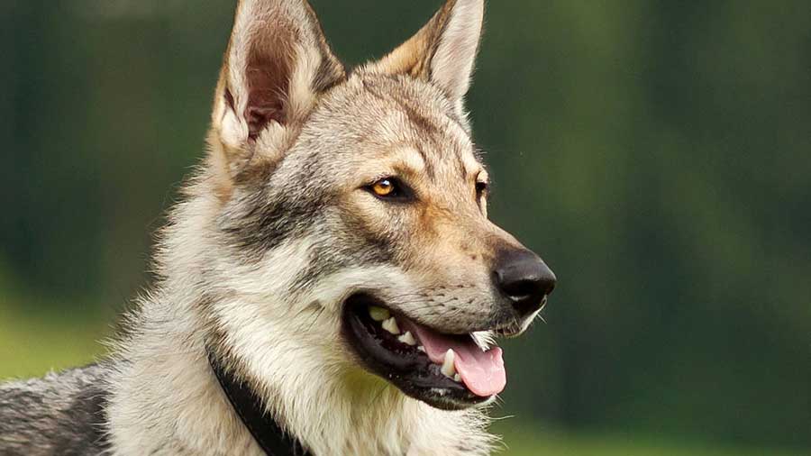 Perro Lobo Checoslovaco