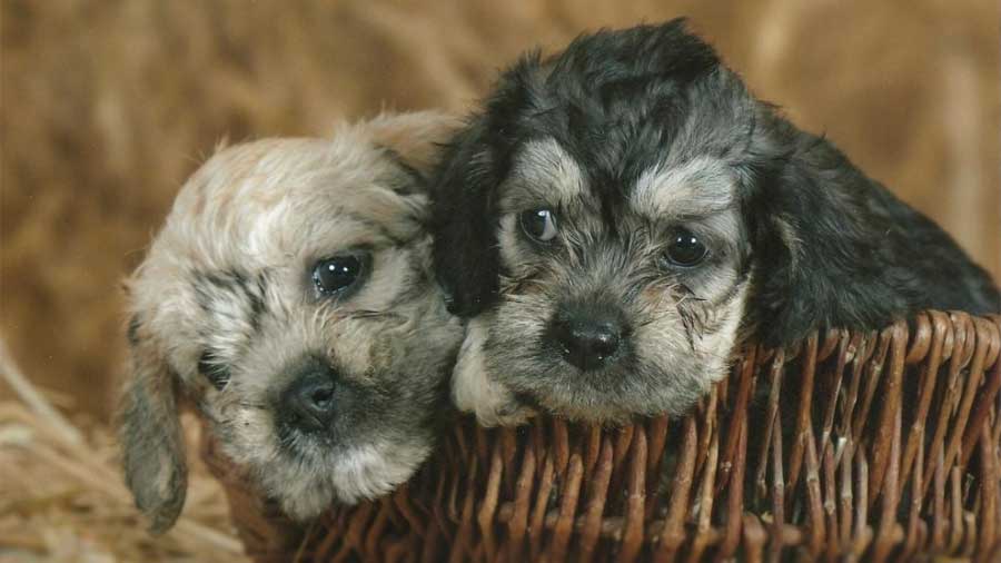 Dandie Dinmont Terrier