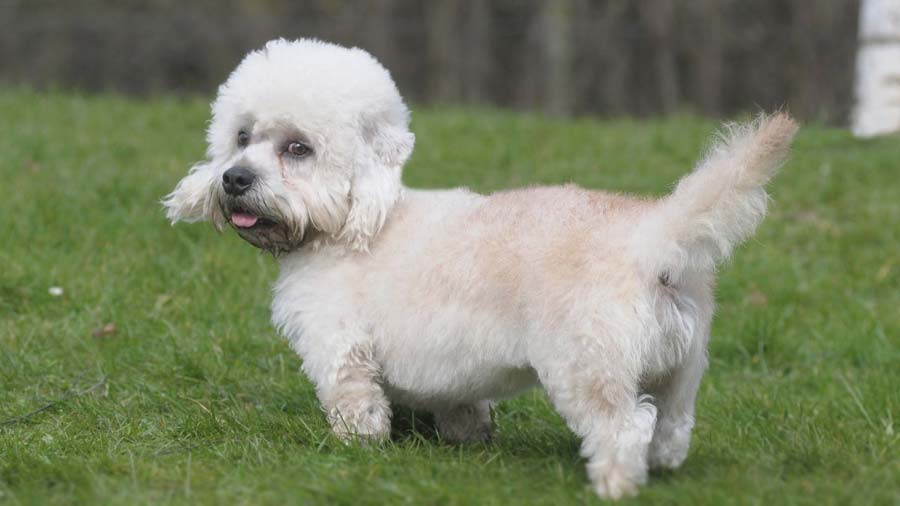 Dandie Dinmont Terrier