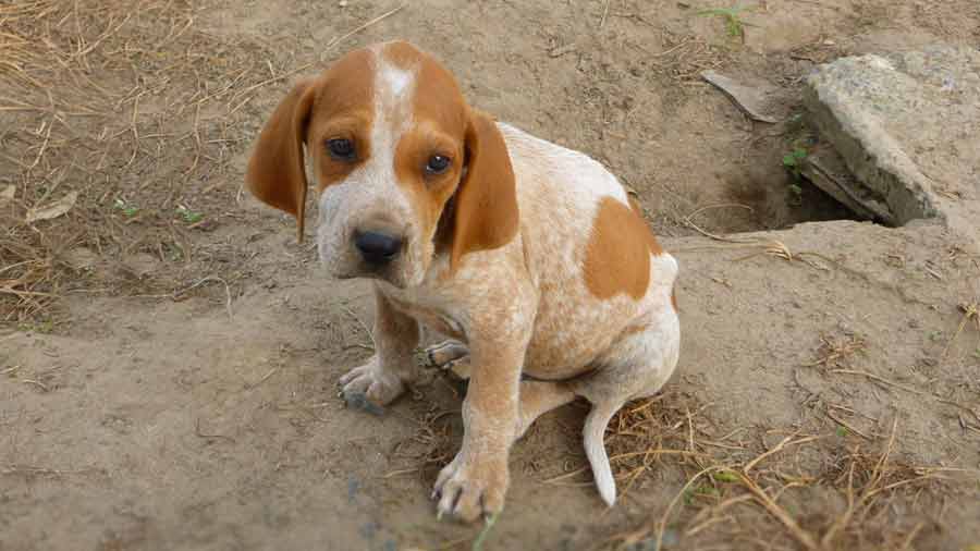 Coonhound Inglés Americano