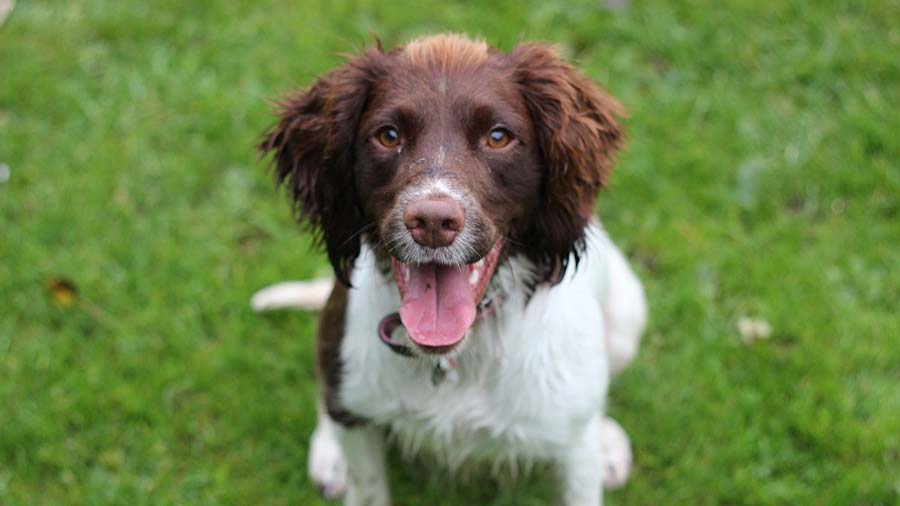 Springer Spaniel Inglés