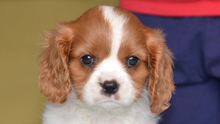 Toy Spaniel Inglés