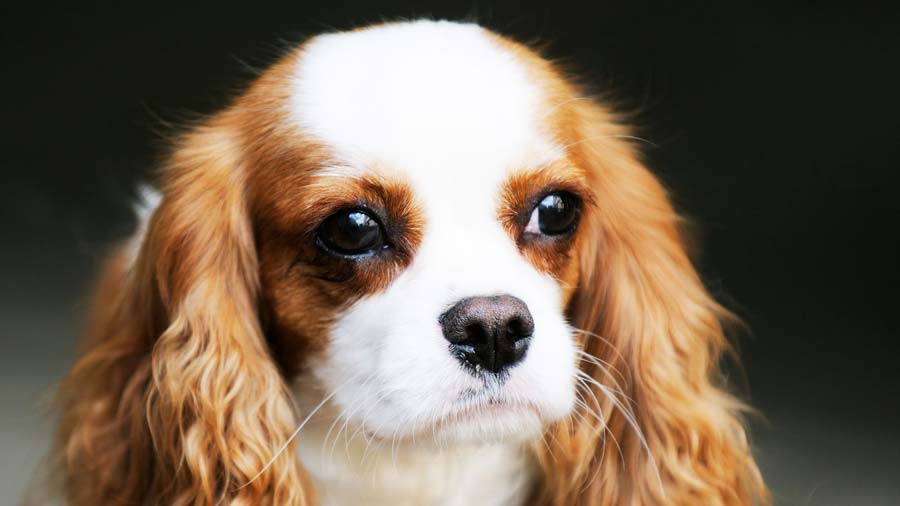 Toy Spaniel Inglés