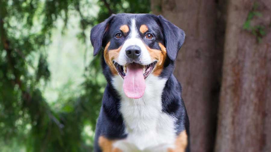 Perro de Montaña de Entlebucher