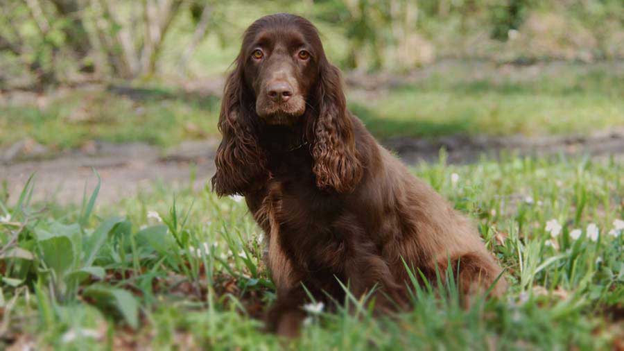 Field Spaniel