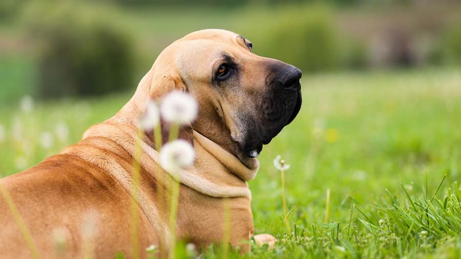 Fila Brasileiro