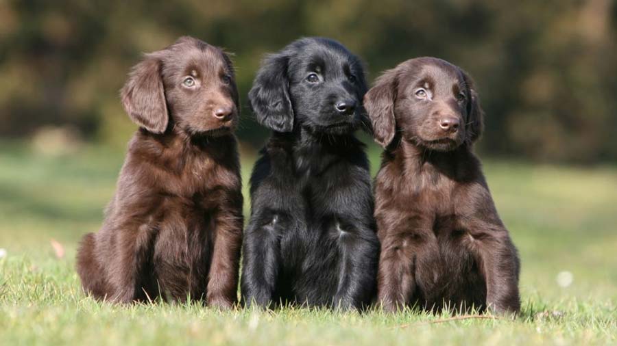 Retriever de Pelo Liso