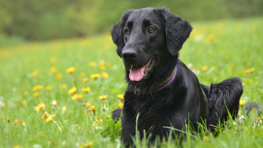 Retriever de Pelo Liso