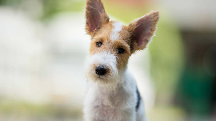 Fox Terrier de Alambre