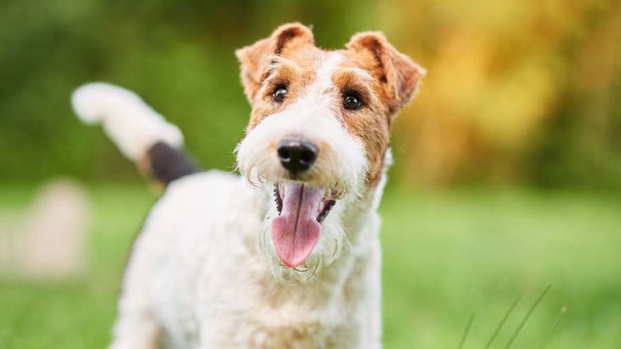 Fox Terrier de Alambre