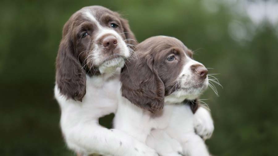 Spaniel Francés