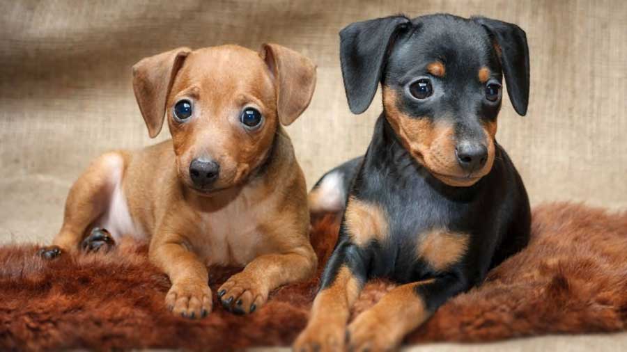 Pinscher Alemán