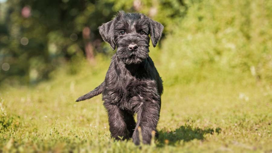 Schnauzer Gigante