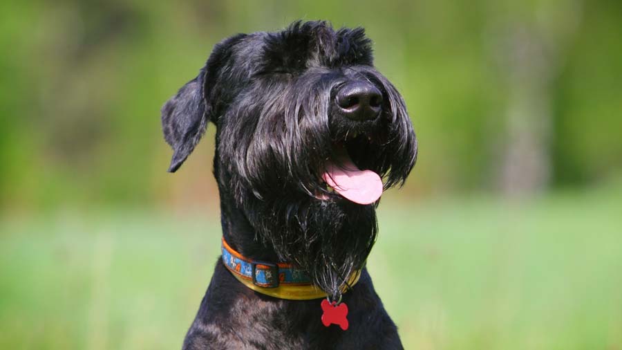 Schnauzer Gigante