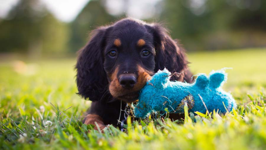 Gordon Setter