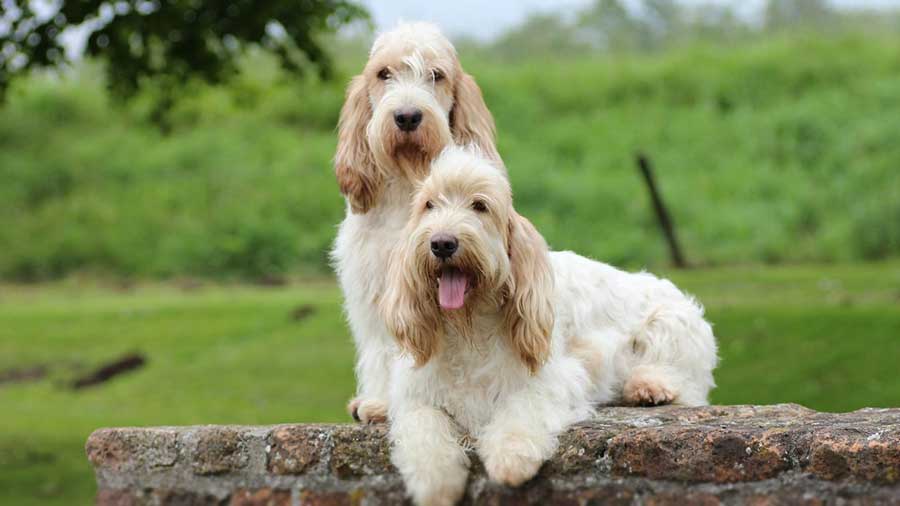 Grand Basset Griffon Vendeen