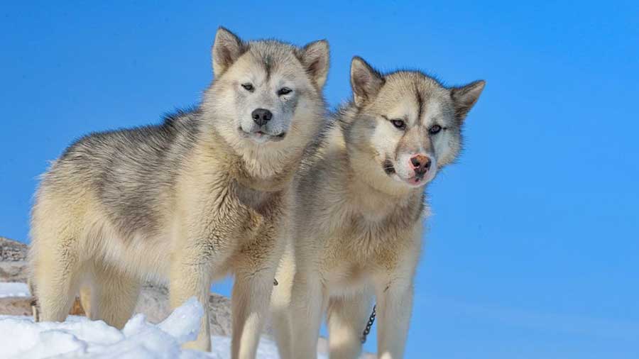 Perro de Groenlandia