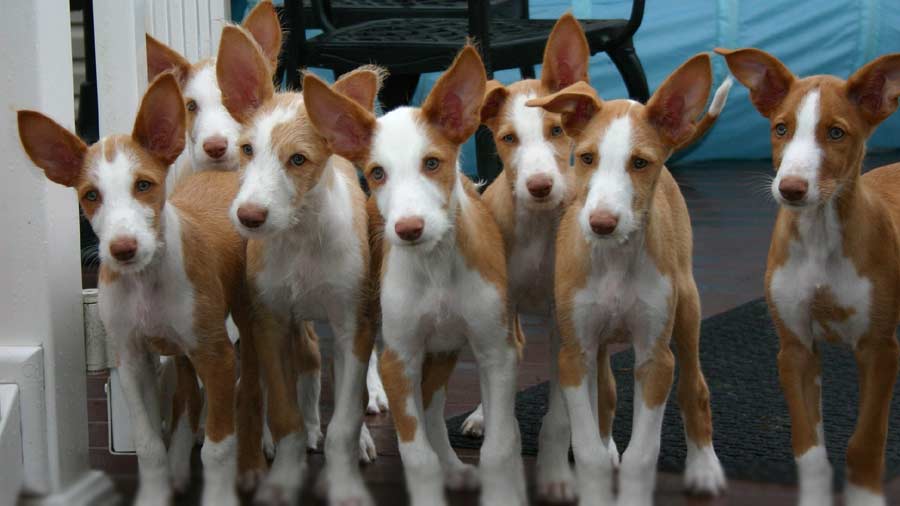 Podenco Ibicenco