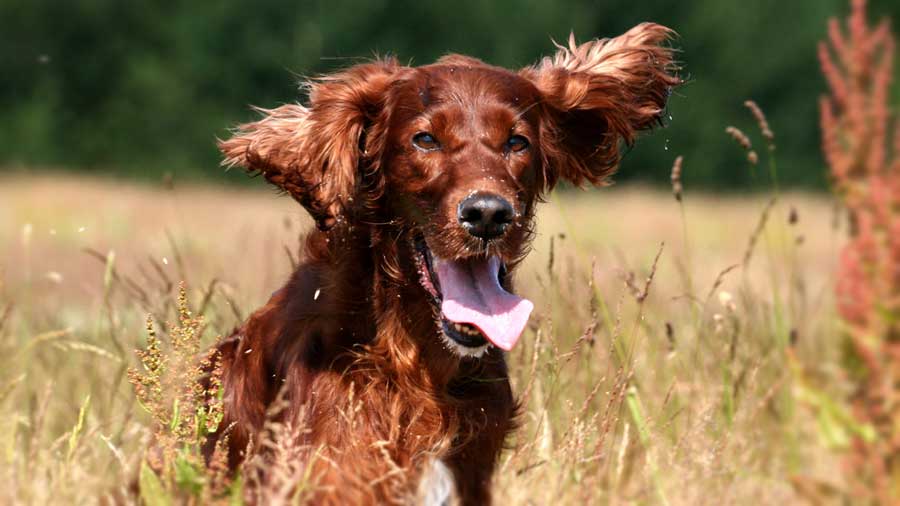 Setter Irlandés