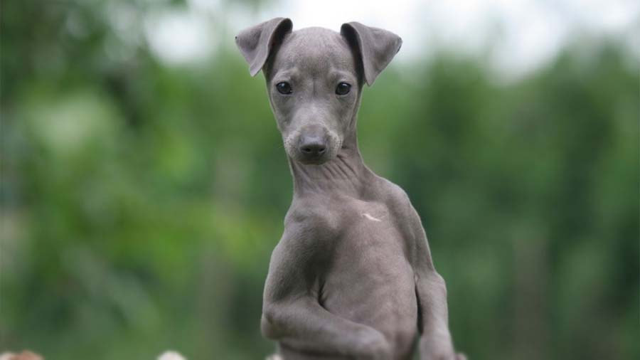 Galgo Italiano