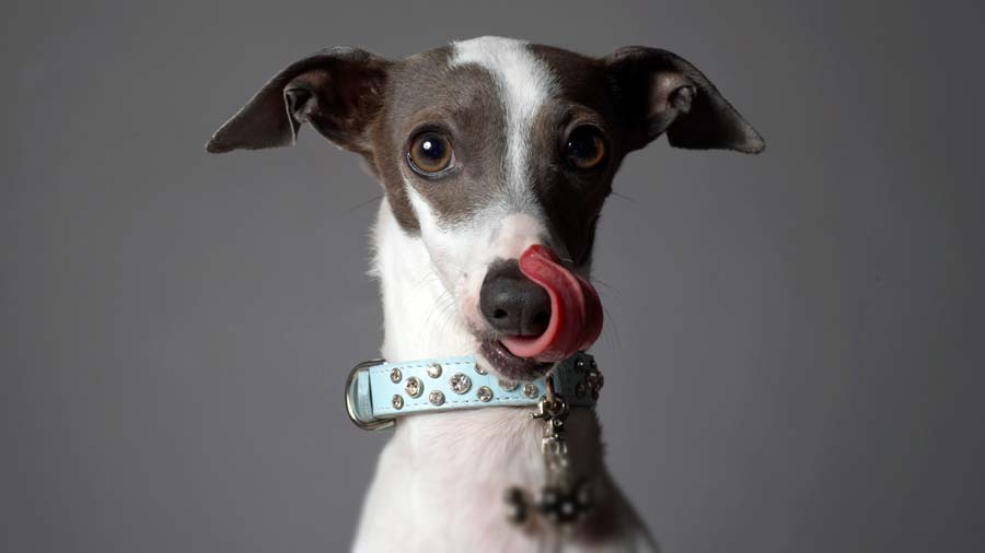 Galgo Italiano