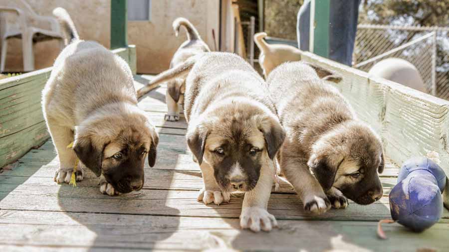 Perro Kangal