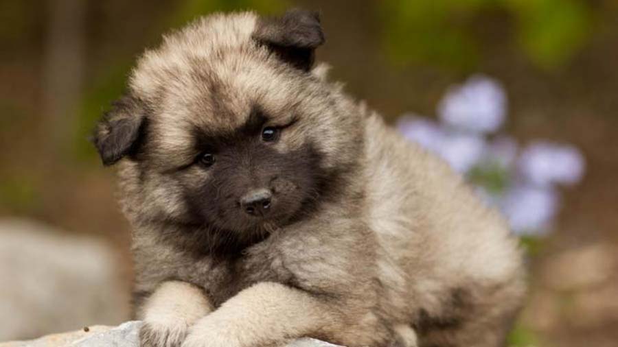 Keeshond