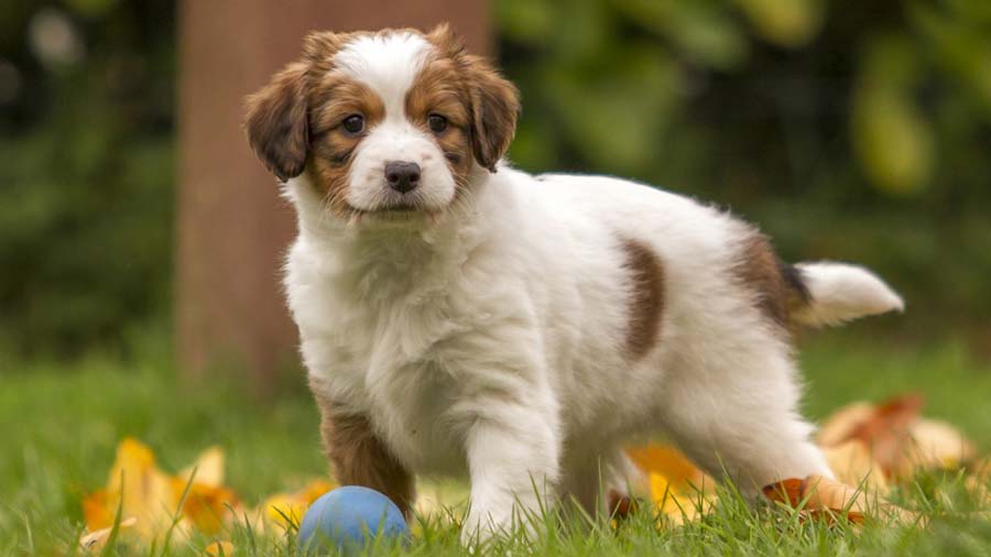 Spaniel Holandés