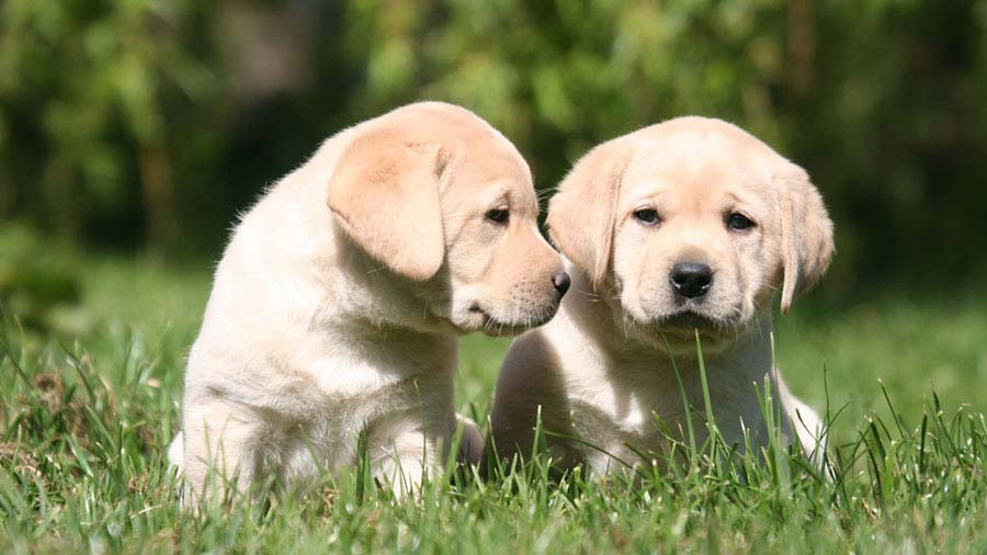 Labrador Retriever