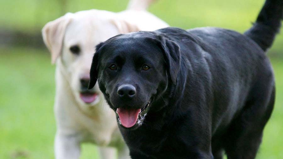 Labrador Retriever