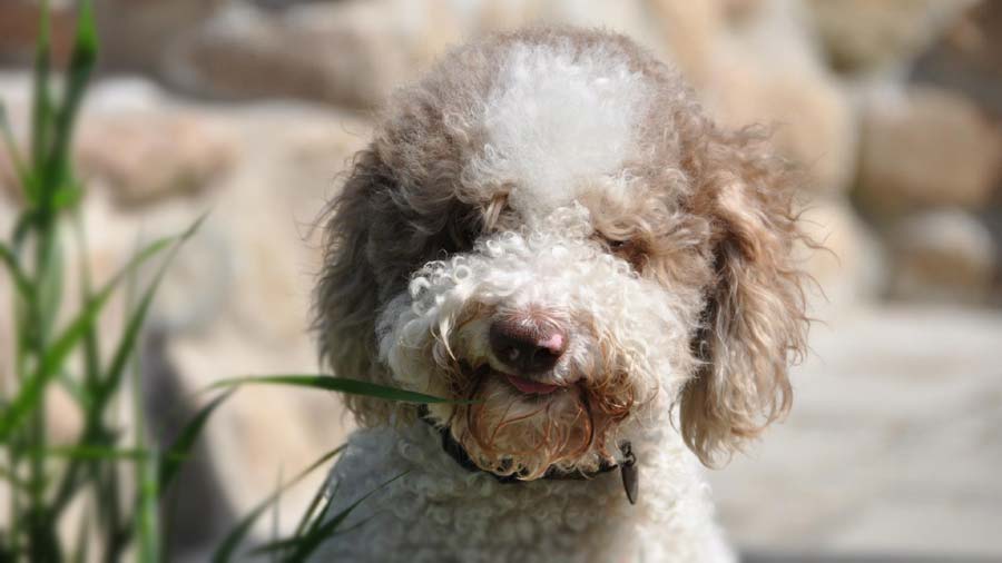 Lagotto Romagnolo